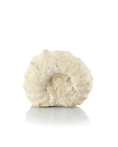 Image description is not available for 1983.9.1